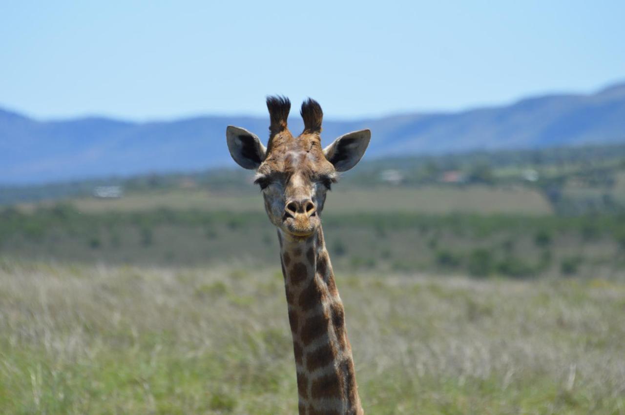 The Ranch House At African Safari Lodge Grahamstown Exterior foto
