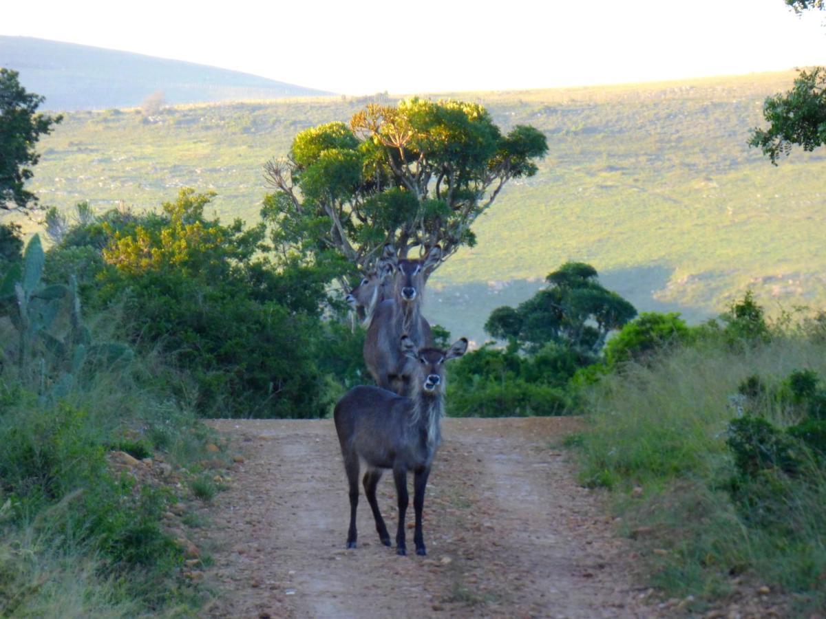 The Ranch House At African Safari Lodge Grahamstown Exterior foto
